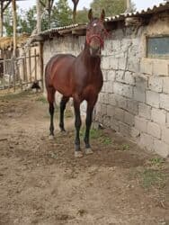 цены породистых собак: Продаю | Конь (самец) | Английская | Конный спорт — 5