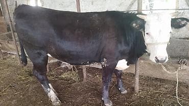 обезьяна живой: Продаю | Тёлка | На откорм | Не стельные — 7