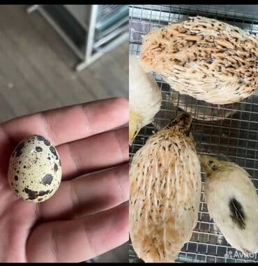 французкий бульдог цена: МЯСО ДОМАШНИХ ПЕРЕПЕЛОВ ! Полезноедиетическое мясо перепелов не — 5