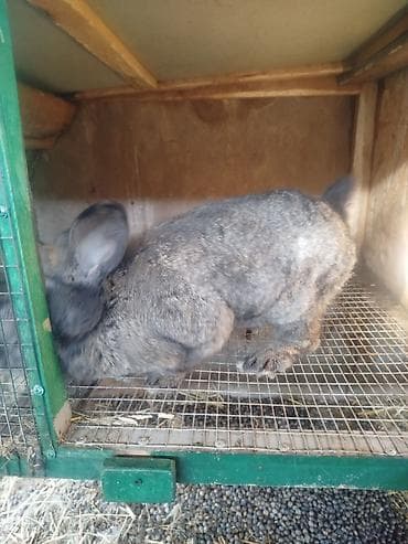 ак жугору: Сатам | Коендун бөжөктөрү | Күрөң коен | Көбөйтүү үчүн | Асыл тукумдуу — 5