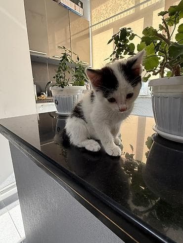 Кошка даром: Беспородная, 2 месяца, Девочка, Приучена к лотку — 4