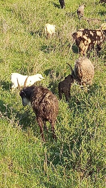 купить козу: Продаю | Коза (самка) | Для разведения | Племенные — 1