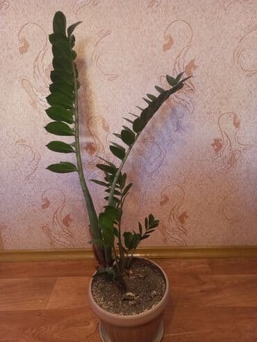 монстера с белыми листьями купить: Комнатная пальма в горшке Вашингтония нитчатая .Замиокулькас - 600 — 2