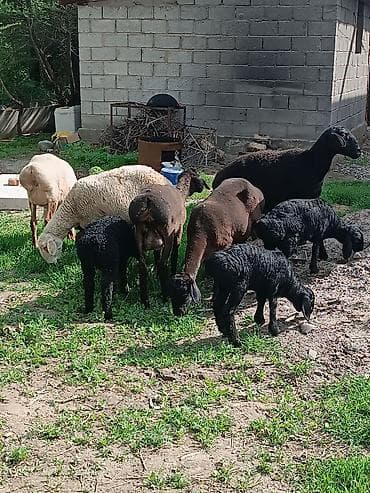 куплю козу на молоко: Продаю | Овца (самка) | Полукровка | Для разведения | Матка — 3