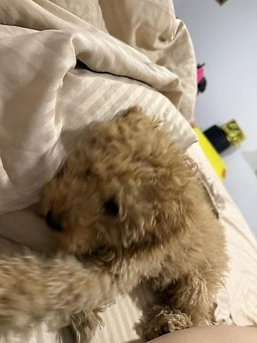 Вязка той пудель