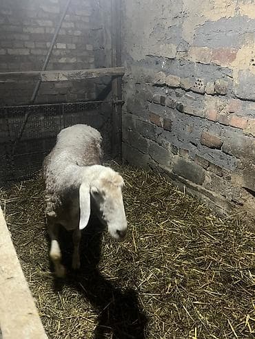 пласка гупса: Продаю | Овца (самка) | Для разведения | Племенные — 5