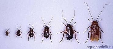 клоп: Дезинфекция, дезинсекция, | Клопы, Блохи, Тараканы, | Транспорт, Офисы, Квартиры — 3