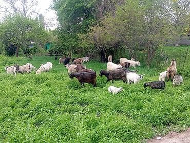 бараны продажа: Продаю | Коза (самка), Козёл (самец), Козлёнок | Полукровка | На забой, Для разведения | Племенные — 7