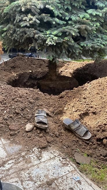 Ель голубая (Picea pungens), взрослое дерево для пересадки. - Пышная