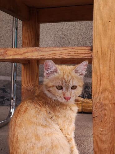 кошка бенгальская: Рыжие котенки с полосатым окрасом. У котейек светло-желтые глаза и — 5