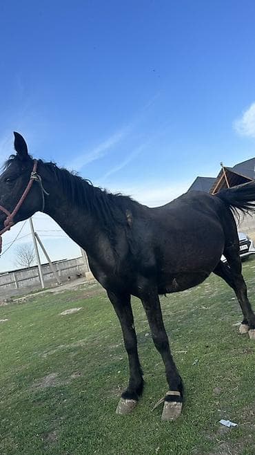 продаю кунан: Продаю | Кобыла (самка) | Для разведения — 1