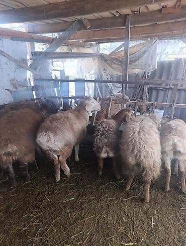 Иттер: Сатам | Ургаачы кой (ургаачы) | Гиссар | Көбөйтүү үчүн | Токту — 4