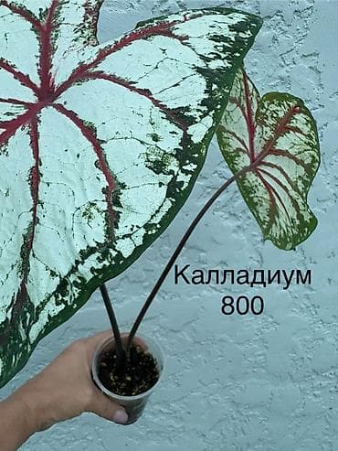 Декабристы: Комнатные растения из собственной коллекции 1) Дисхидия русифолия — 9