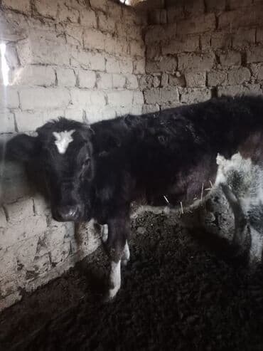 бээ сатам: Продаю | Тёлка | Для разведения | Не стельные — 7