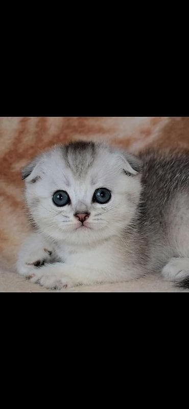 Шотландский вислоухий котёнок (Scottish Fold), окрас серебристый