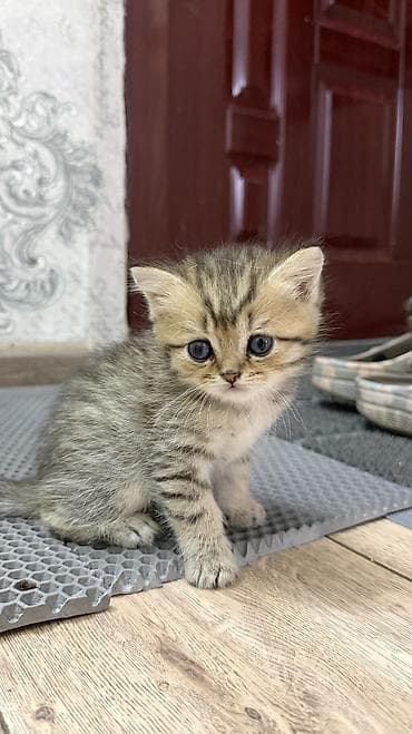 Мышыктар: 🐾 Открыта бронь на британских короткошерстных котят! 🐾Оба родителя — 6