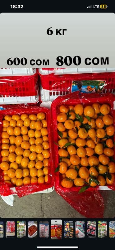 фисташковая паста купить бишкек: Мандарины Оптом, Самовывоз — 5