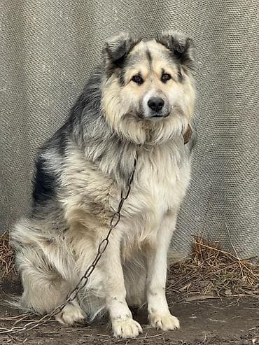 Ит бекер берем: Крупная пушистая собака-охранник. Длинная густая шерсть с подпалом — 3