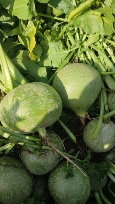 помидоры домашние: Продаю редьку — 3