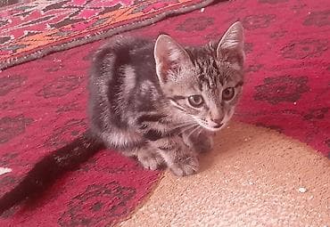 отдам котят в хорошие руки бишкек: 2 месяца, Девочка, Приучена к лотку — 1