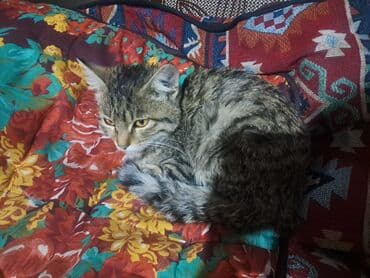 Собаки: Котёнок серо‑табby окраса - Домашний короткошёрстный котёнок с — 2