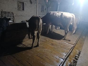 айрширская порода коров цена: Продаю | Корова (самка), Бык (самец) | Швицкая — 5