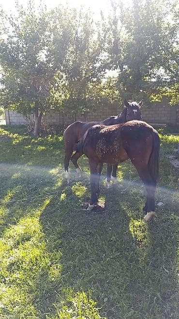 Животные: Продаю | Кобыла (самка) — 1