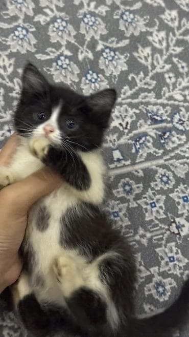 Котёнок, окраса «чёрный с белым» (тигровые лапки-носочки и белая