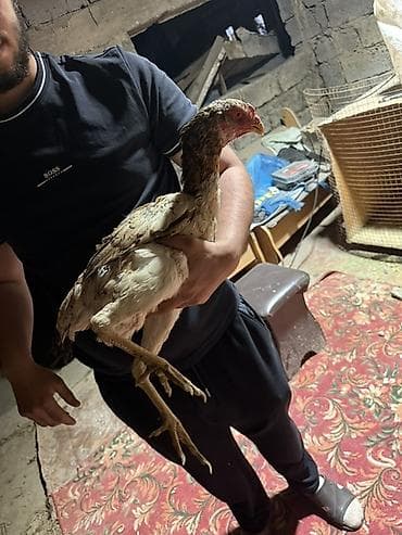 даканн: Продаю | Куры | Бойцовая | Для разведения — 8