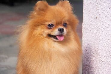 Ит бекер берем: Шпиц, 3 жаш, Ургаачы, Эмделген — 5