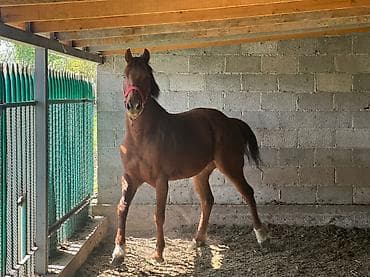 сколько стоит бордер колли: Продаю | Жеребец | Конный спорт — 1