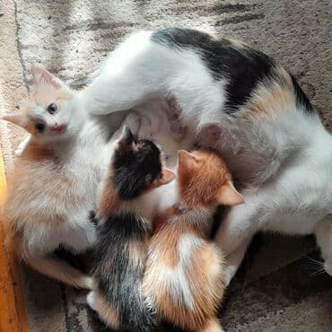 продам домик для кошки: Рыжебелый котёнок с крупными выразительными глазами. Окрас: белая — 1