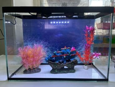 речная форель: Аквариумы Имеются все комплектующие! - Аквариумы - Рыбки - — 1