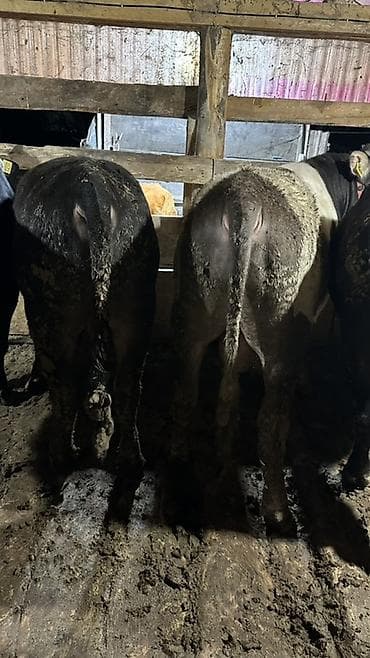 каракол мал базар 2019: Продаю | Бык (самец) | Ангус | На забой — 2