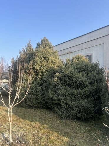 буфет в аренду: Ель голубая (Picea pungens) — крупномерные экземпляры для озеленения — 6