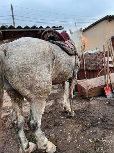 продам бу оборудование для птицефабрики: Продаю | Жеребец | Рабочий — 3