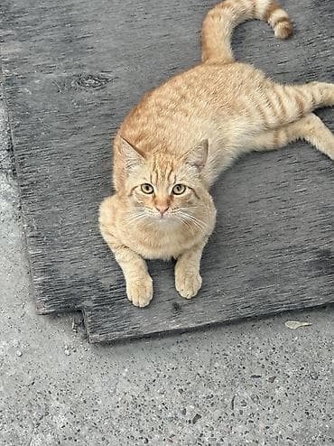 котенок белый купить: Беспородная, 1 месяц, Мальчик, Рыжий, Приучена к лотку — 2