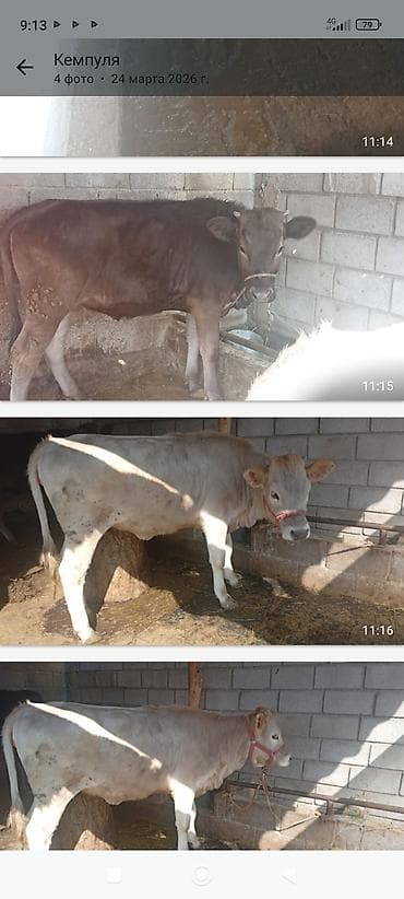 кой сойгону: Сатам | Бука (эркек) | Бордоп семиртүү үчүн | Байланган — 1