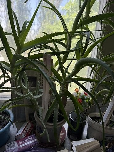 ред: Алоэ (Aloe arborescens/вера) – взрослые комнатные экземпляры в — 2
