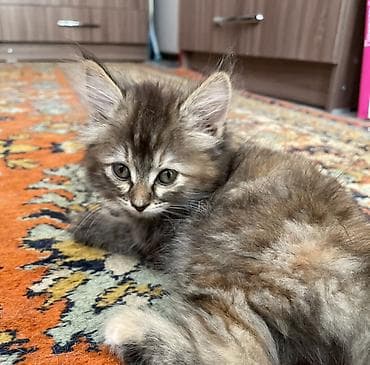 scottish fold: 2 месяца, Девочка, Черепаховый — 1