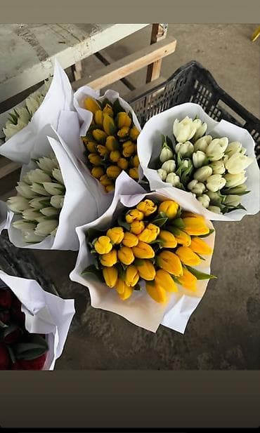 подарки к 8 марта: 🔥 **ТЮЛЬПАНЫ ОПТОМ К 8 МАРТА ПРЯМО ИЗ ТЕПЛИЦЫ** 🔥 Голландские — 4