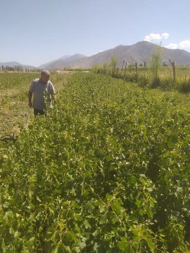 грабли с черенком цена бишкек: Предлагаем саженцы черной смородины, выращенные в экологически чистых — 3