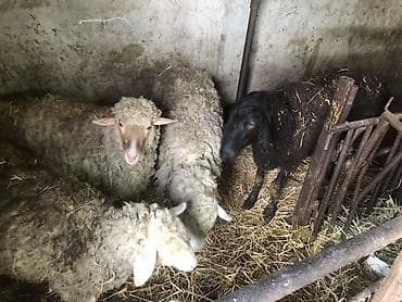 Продам с/х животных: Продаю | Овца (самка) | Для разведения | Матка — 1