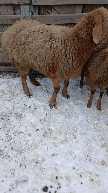 Услуги ветеринара: Продаю | Овца (самка) — 3