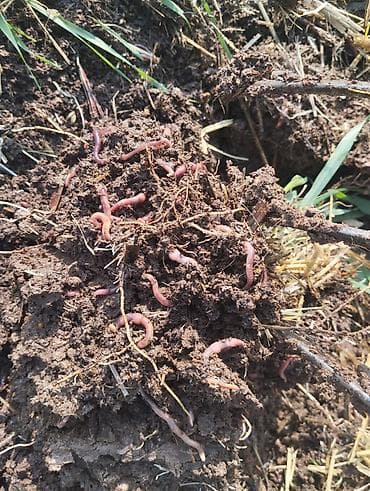 тиомочевина купить: Удобрение Гумус, Самовывоз — 5