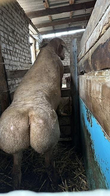 собака спаниель: Продаю | Баран (самец) | Для разведения | Племенные — 2