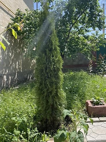 Продаётся туя, высота около 2 метров 🌲 Здоровая, густая, красивой — 3