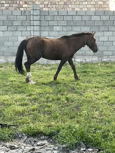 беде пресс: Продаю | Кобыла (самка) | Рабочий — 2