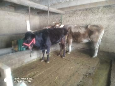 Зоотовары: Продаю | Тёлка | Швицкая | Для молока | Стельные — 5