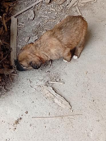 щенки ротвейлер: Щенки помеси (метисы), помет из 5 малышей. Окрас преимущественно рыжий — 2